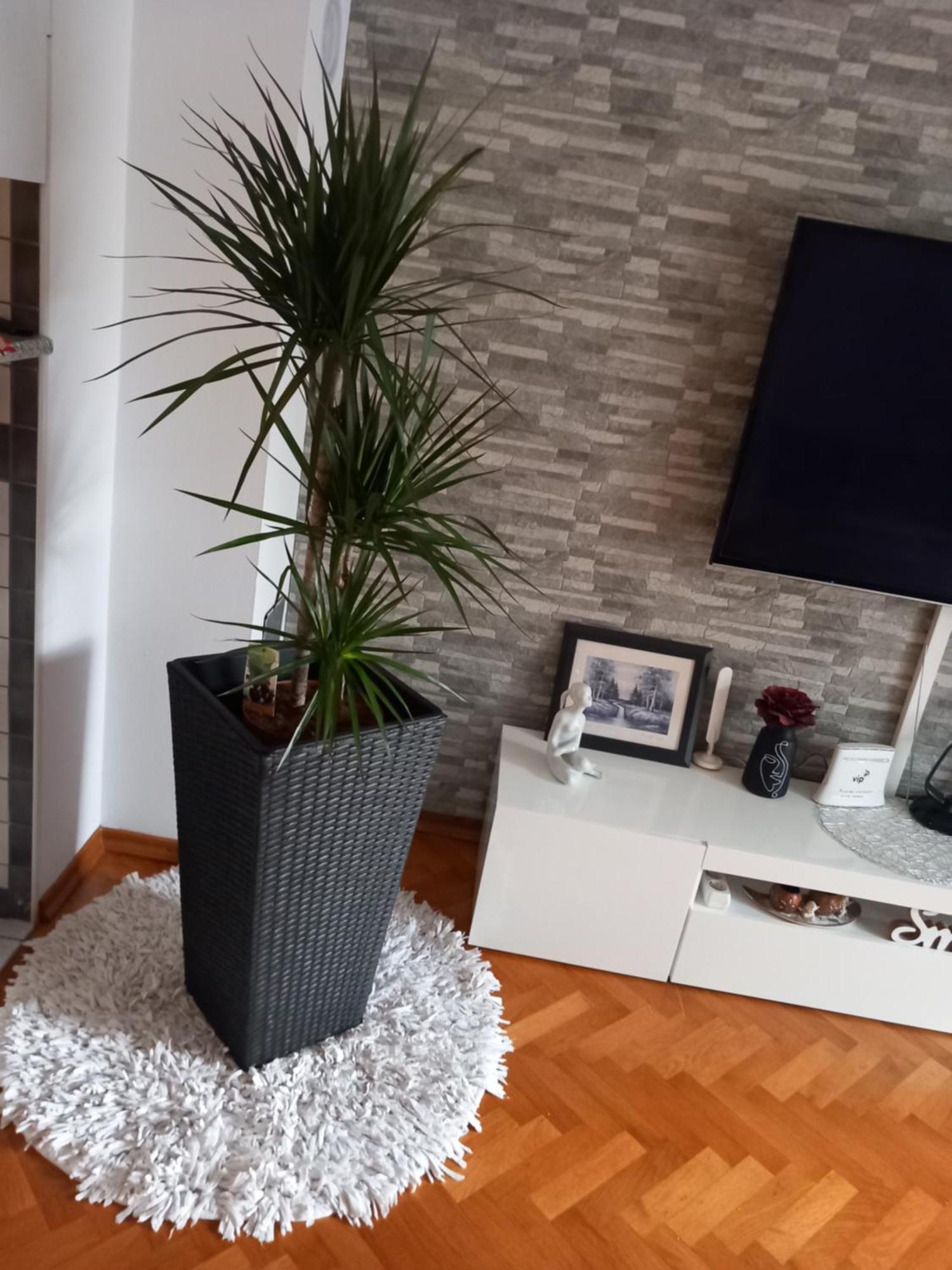 Apartman Petra Daire Palit Dış mekan fotoğraf